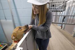 Laura Flamion, operations manager for DuPage County Animal Services, greets one of the many dogs housed in the Wheaton shelter.