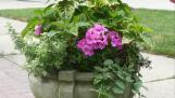 Learn about container gardening — vegetables, herbs and flowers — at the May 2 meeting of the Hoffman Estates Garden Club.