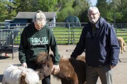 Volunteer Sue Manning introduces Hoffman Estates Mayor Bill McLeod to miniature horses Sunshine, left, and Turnabout at SOUL Harbour Ranch in Barrington, where he presented a village proclamation recognizing Tuesday as National Therapy Animal Day.