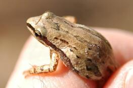 A male chorus frog in hand. Note the stripes on the frog’s back.
