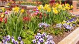 Pansies and bulbs are the first splashes of color in the spring garden.