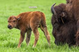 Bison season has commenced at Fermilab with the birth of not one, but two bison calves on Friday.