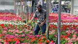 James Rust of Leider Greenhouses and Garden Center, waters flowers Tuesday in Buffalo Grove.
